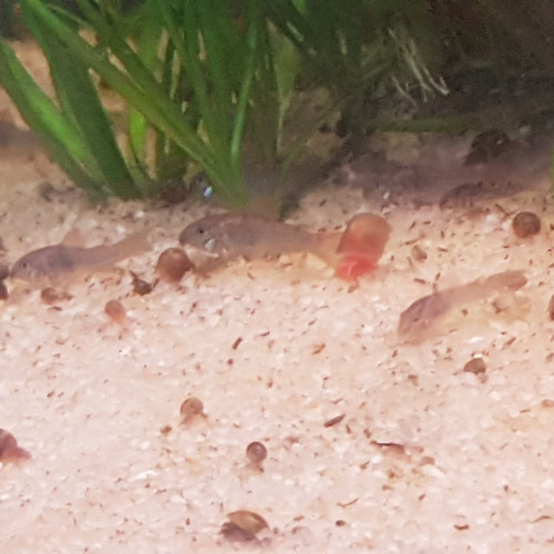 Corydoras Aeneus