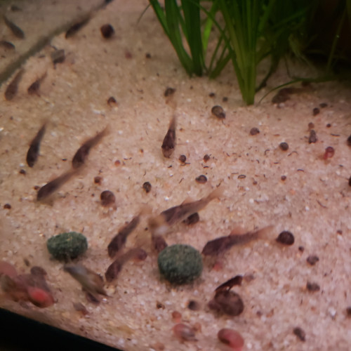 Corydoras Aeneus