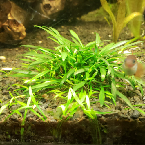 Cryptocoryne PARVA