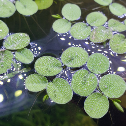 Plantes flottantes Salvinia