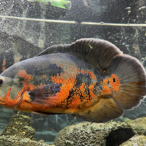 Oscar - Astronotus ocellatus