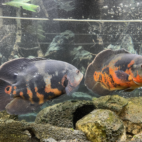 Oscar - Astronotus ocellatus