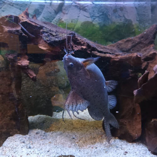 DON.POISSON
