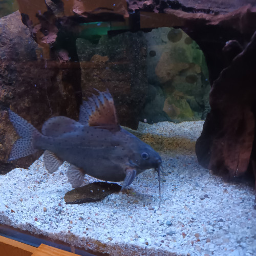 DON.POISSON