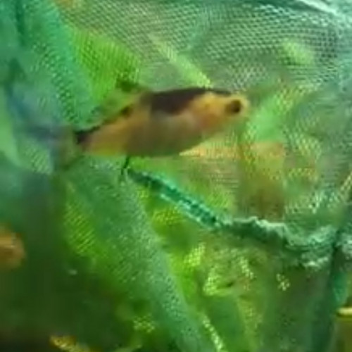 Bébé poisson rouge