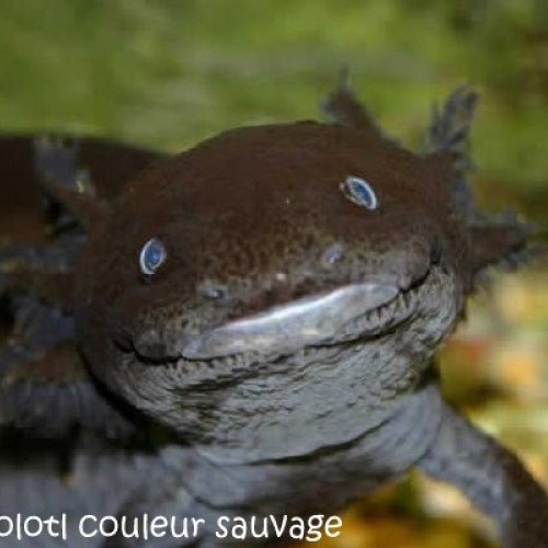 Axolotl