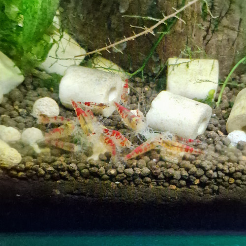 Crevettes Caridina cantonensis Calceo bee red Golden dragon