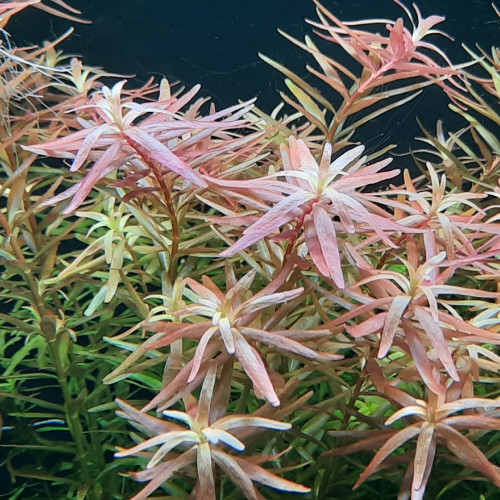 Rotala h'ra plante aquarium