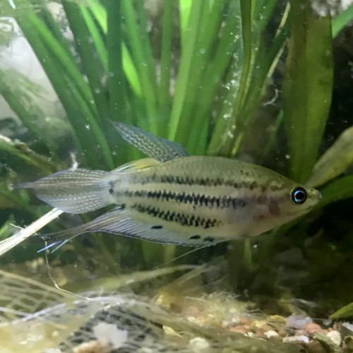 Trichopsis vittata - Gourami grogneur