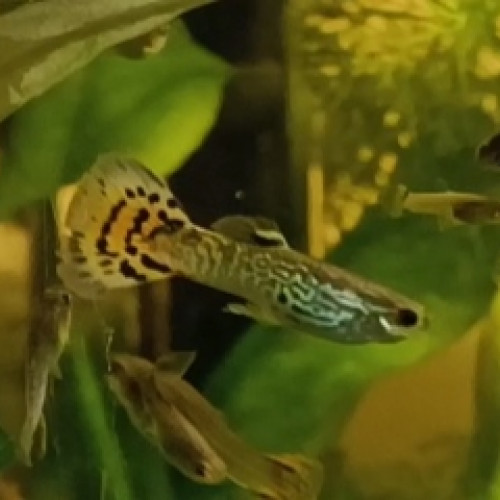 guppy mâle et femelle