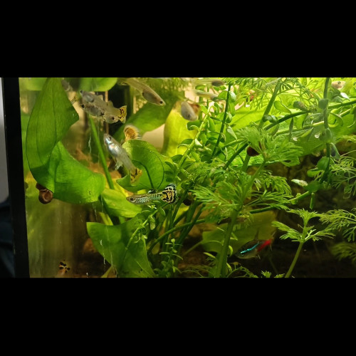 guppy mâle et femelle