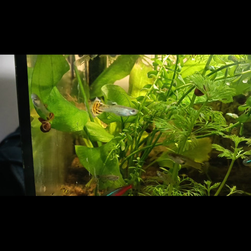 guppy mâle et femelle