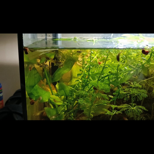 guppy mâle et femelle