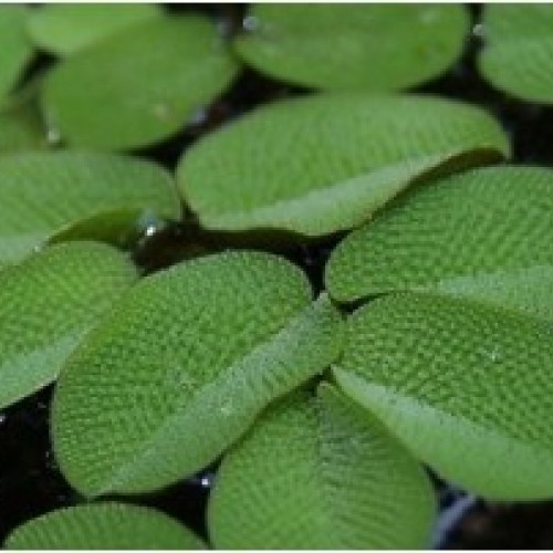 Salvinia (plantes de surface)