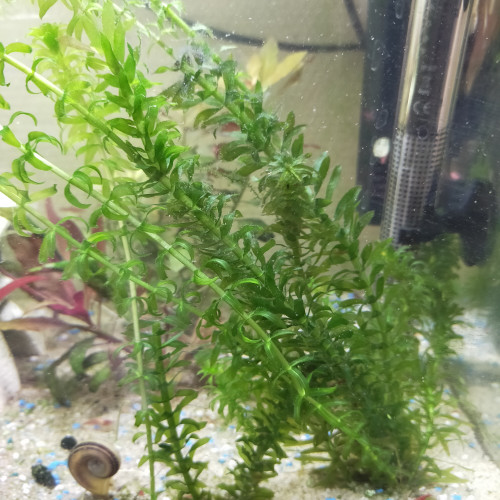 Plante aquatique