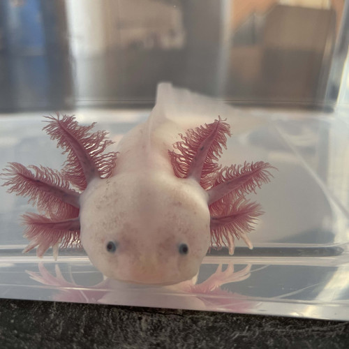 Axolotl