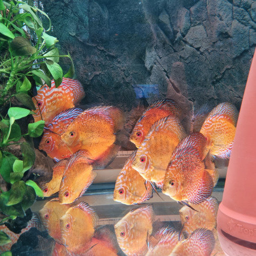 Discus