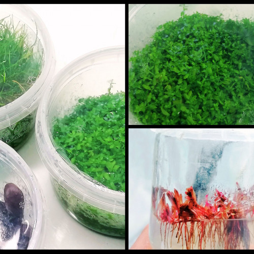 Vend pot plante aquascaping in vitro