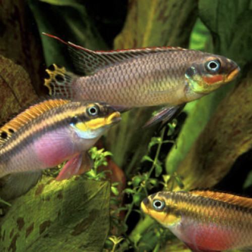 Pelvicachromis taeniatus Niger 5 cm