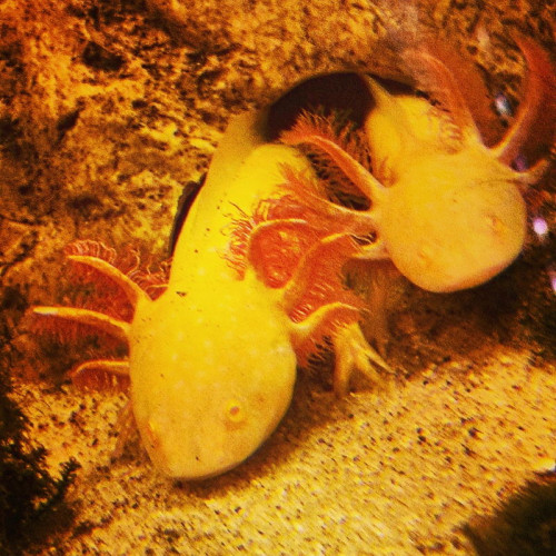 Acheter bébé axolotls disponible golds