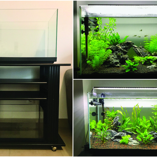 Aquarium 70L + meuble + aquarium 12L (OFFERT)