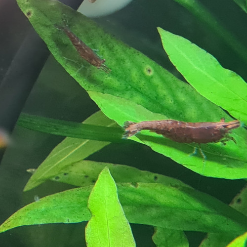 Crevettes neocaridina davidi déclassées