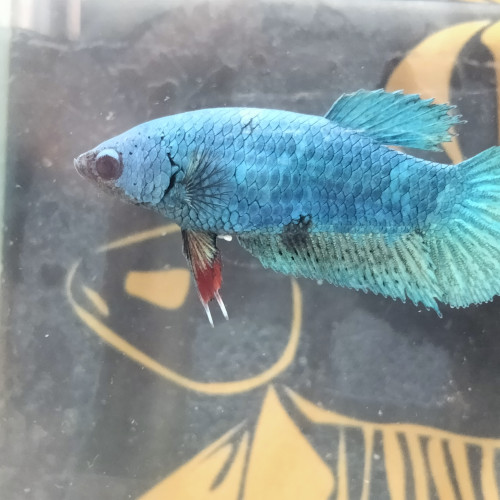 Femelle betta plakat turquoise