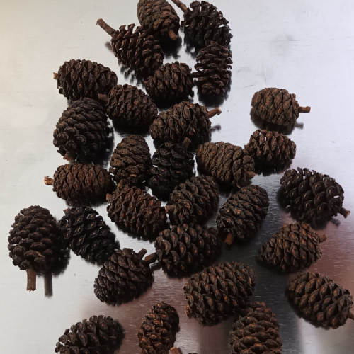 Fruits d'aulne