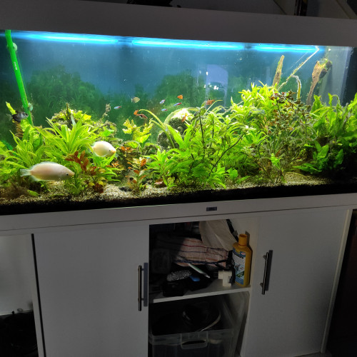 AQUARIUM ET POISSONS