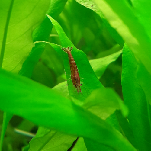 Lot de crevettes d'eau douce Red Cherry