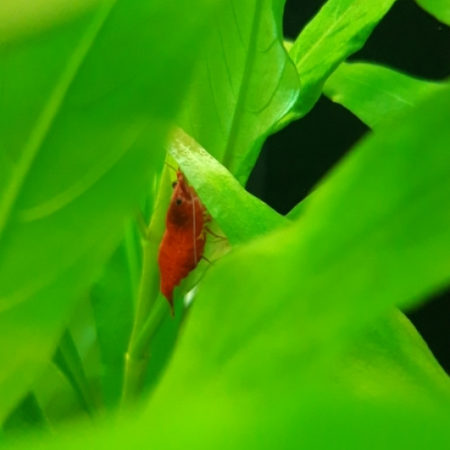 Lot de crevettes d'eau douce Red Cherry