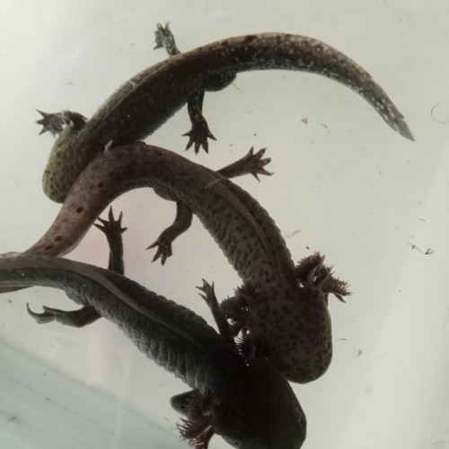 Axolotls sauvages adultes