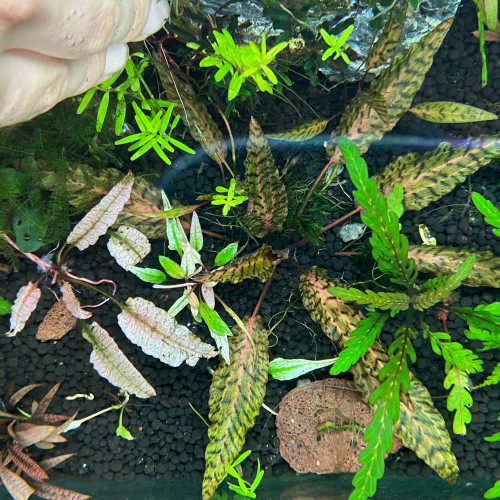 Cryptocoryne Nurii Raubensis (Pink Line)