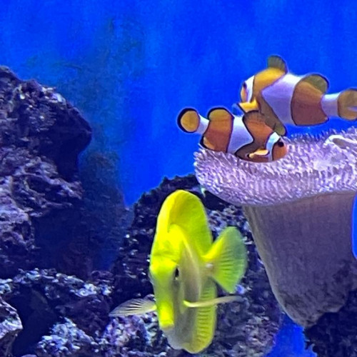 Aquarium récifal vivant + matériel cause arrêt 