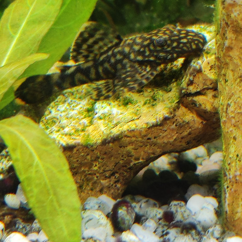 Ancistrus (jeunes)
