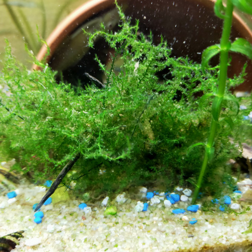 Plante aquatique