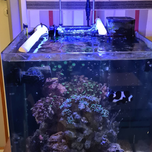 VEND AQUARIUM 60L EAU DE MER EN FONCTIONNEMENT 150euros