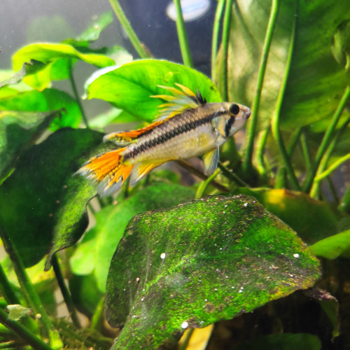 Apisto cacatuoides triple red