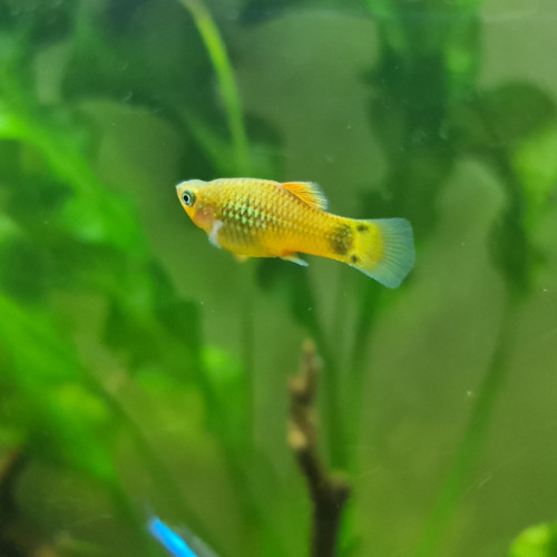 Bébés platys