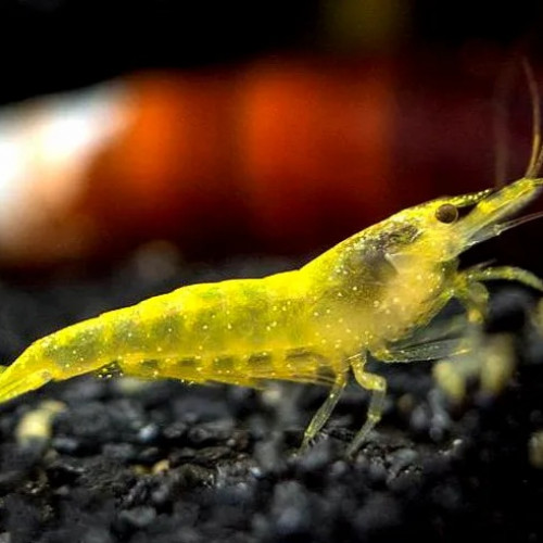 Crevettes Yellow