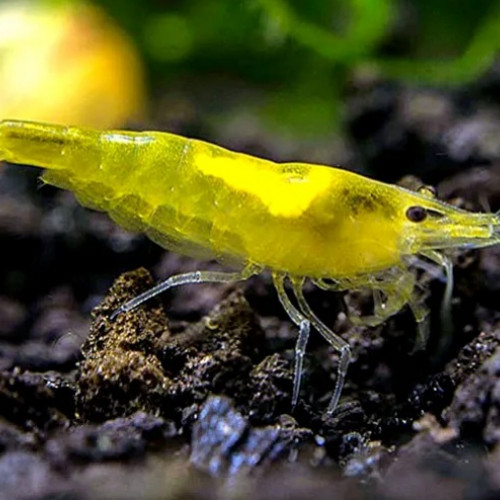 Crevettes Yellow
