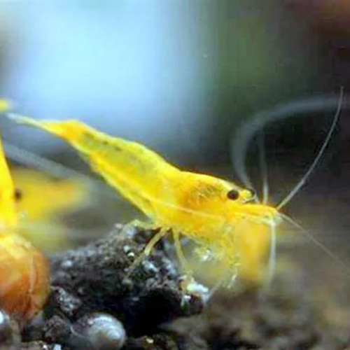 Crevettes Yellow