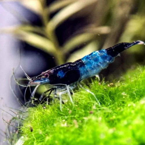 Crevettes Blue Rili Carbon