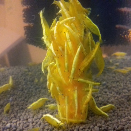 crevette yellows fire néon
