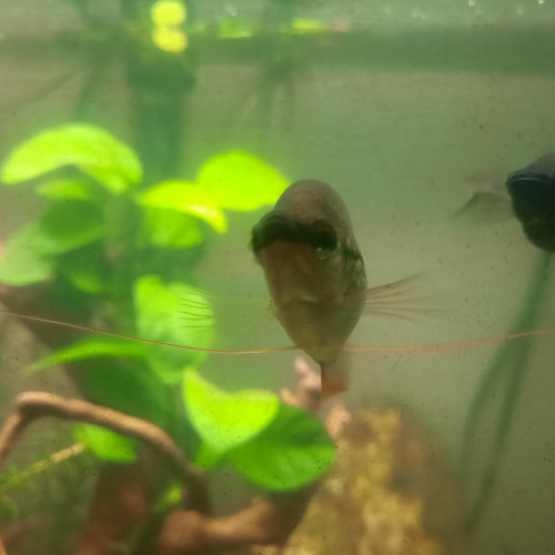 Gourami perlé mâle