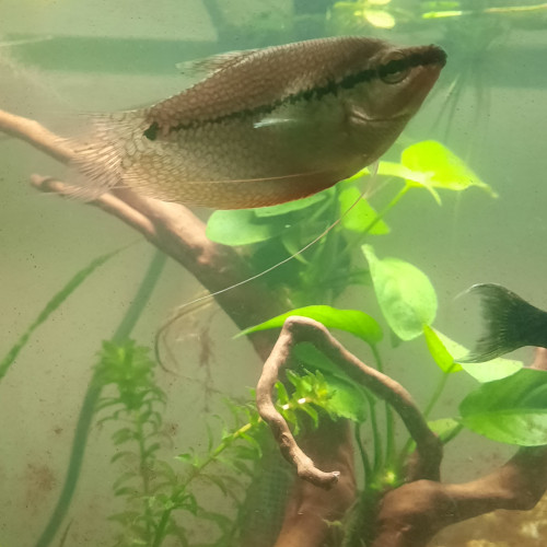 Gourami perlé mâle