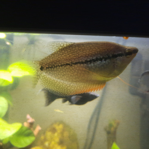 Gourami perlé mâle