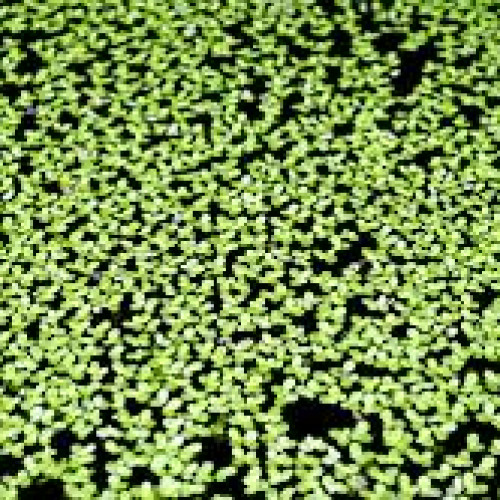 Diverses plantes d'aquarium : lentille d'eau, salvinia et limnophila sessiliflora