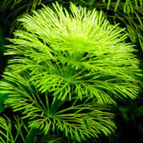 Diverses plantes d'aquarium : lentille d'eau, salvinia et limnophila sessiliflora