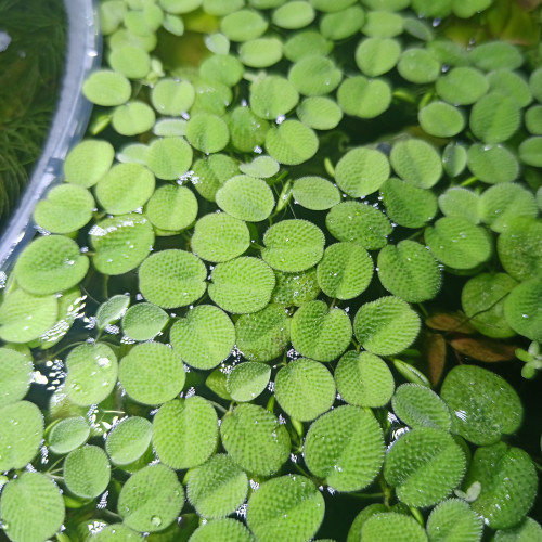 Diverses plantes d'aquarium : lentille d'eau, salvinia et limnophila sessiliflora